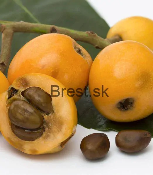 Eriobotrya japonica 120+ cm